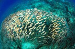 Fish schooling under the boat by Andy Lerner 